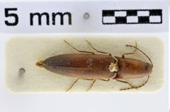 Foto (Dorsalansicht) von Melanoxanthus hergovitsi (Schimmel, 2004)
